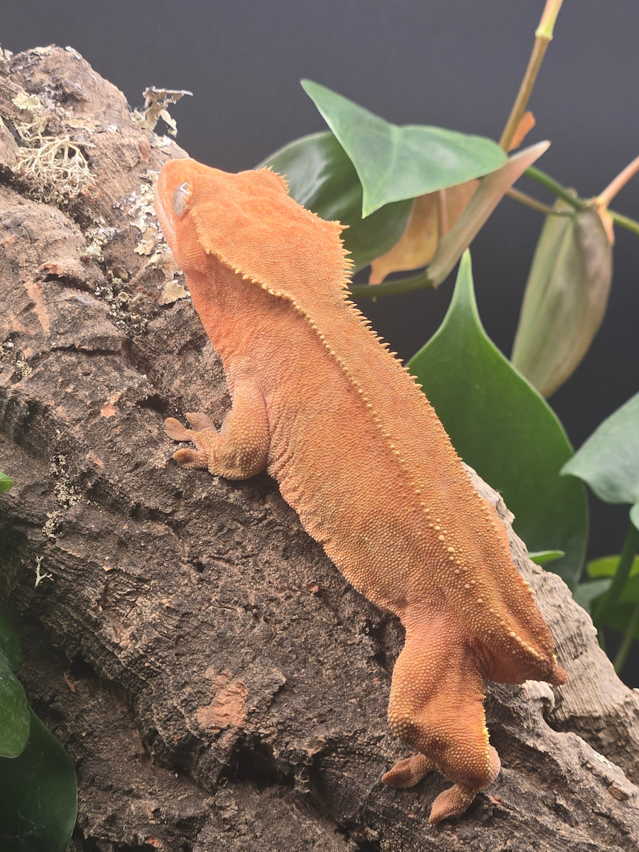 Artemis - Red Bicolour Crested Gecko